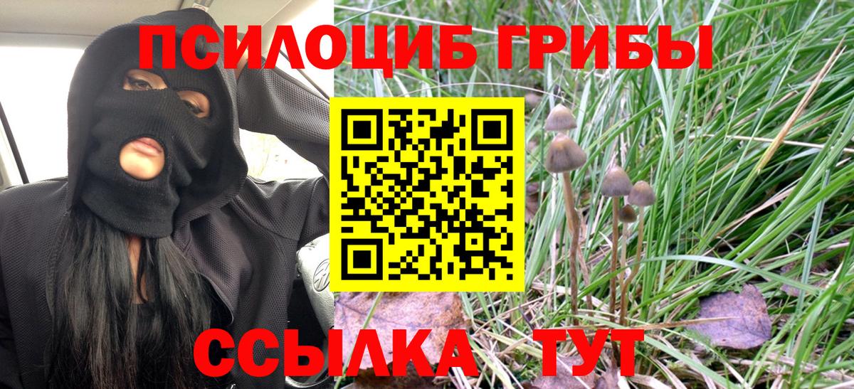 Галлюциногенные грибы Psilocybe Нижневартовск